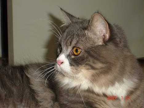 Blanding af racer Valde billede 2