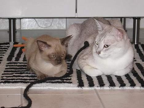 Burmeser Why Forget Doo - "Lege onkel" Elliot og Doo tager en pause fra legen billede 6