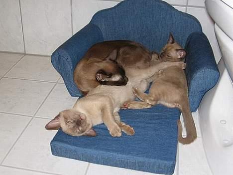 Burmeser Why Forget Doo - Catalina med hovede på Doo og søster Dee billede 7