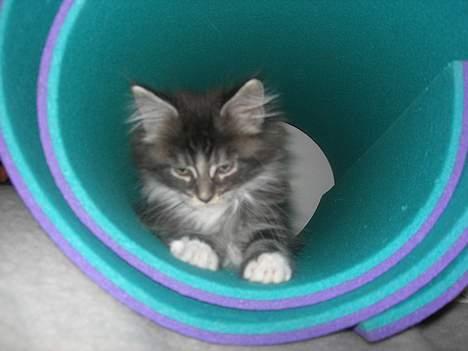 Maine Coon Felix - han putter rigtig. billede 9