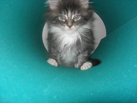 Maine Coon Felix - kuk kuk <33 billede 10