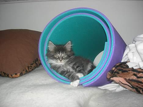 Maine Coon Felix - han elsker det rør.  billede 11