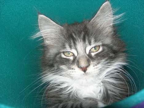 Maine Coon Felix - han er også køn tæt på ;p <33 billede 12