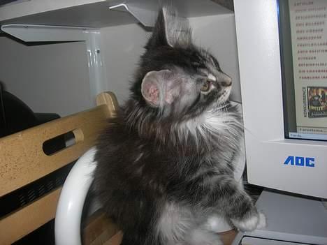 Maine Coon Felix - han sidder bare og kigger på skærmen. <3 billede 13