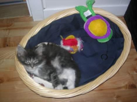 Maine Coon Felix - nååå, kurven er alt for stor til ham xD billede 14