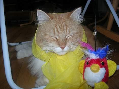 Norsk Skovkat Max - haha, er han ikk bare sød. ? billede 13