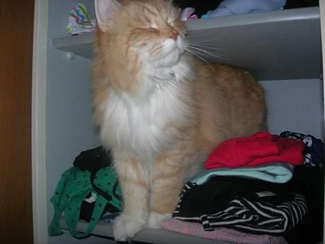 Norsk Skovkat Max - ha, han er inde i mit klædeskab.  billede 14