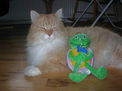 Norsk Skovkat Max - max med hans skildpadde. xD billede 15