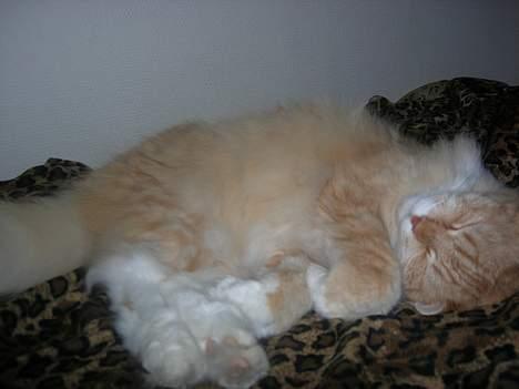 Norsk Skovkat Max - han putter rigtig ;p billede 16