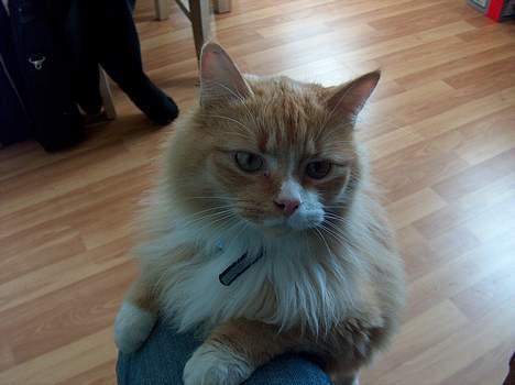 Norsk Skovkat Røde *RIP d.26-05-07* - Min Røde billede 1