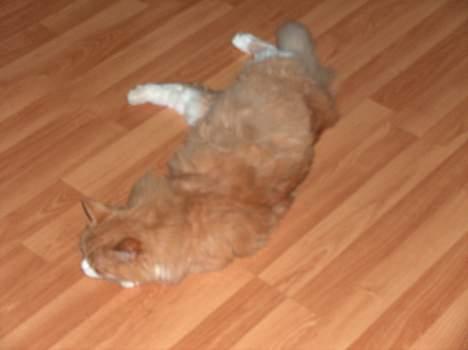 Norsk Skovkat Røde *RIP d.26-05-07* - Aaahhh elsker at dovne billede 2