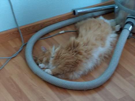 Norsk Skovkat Røde *RIP d.26-05-07* - Rødes støvsuger billede 3