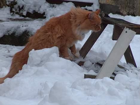 Norsk Skovkat Røde *RIP d.26-05-07* - På opdagelse i sneen billede 4