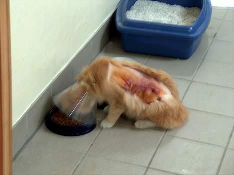 Norsk Skovkat Røde *RIP d.26-05-07* - Røde efter en operation billede 5