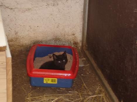 Blanding af racer ANDREA billede 6