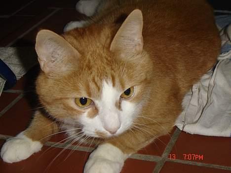 Blanding af racer Cæsar - sååå der kommer nogen.... billede 18