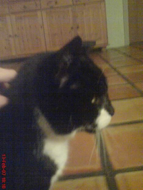 Huskat Oliver billede 1