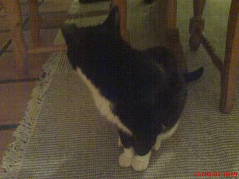 Huskat Oliver billede 2