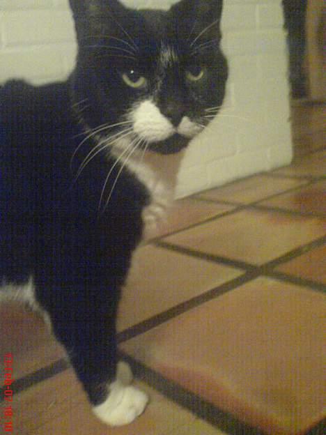 Huskat Oliver billede 3