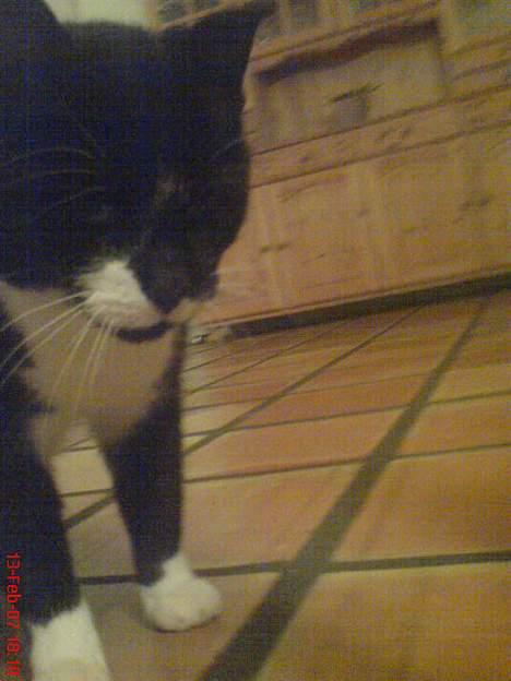 Huskat Oliver billede 4