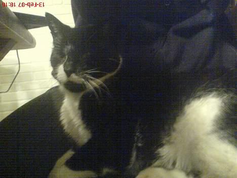 Huskat Oliver billede 7