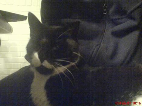 Huskat Oliver billede 8