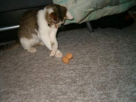 Huskat Ludvig - Ludvig som killing :P billede 13