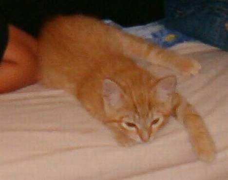 Huskat Alfred - Trætte baby-Alfred :D billede 15