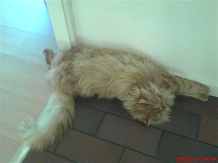 Sibirisk Kat Cornelius Westh Toulouse billede 18