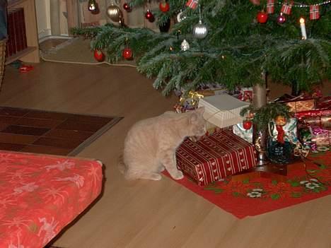 Huskat Tigger - Jeg tjekker da lige julegaverne ud ! billede 17