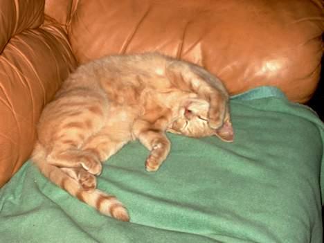 Huskat Tigger - Årh, sådan nyder man livet. oO(Hvornår mon der er mad igen?) billede 18