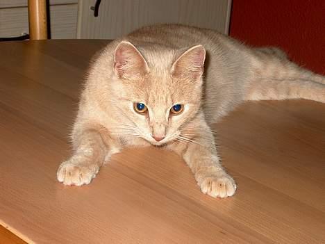 Huskat Tigger - Hvad? Hvorfor forstyrrer du mig? billede 19