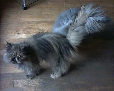 Perser soffy DØD billede 1