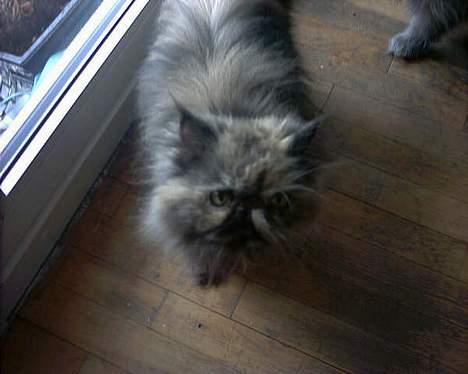 Perser soffy DØD billede 2