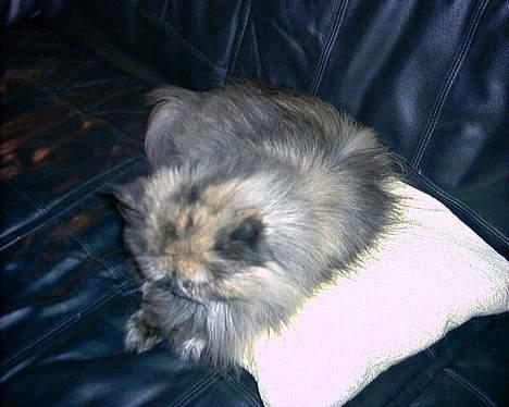 Perser soffy DØD billede 3