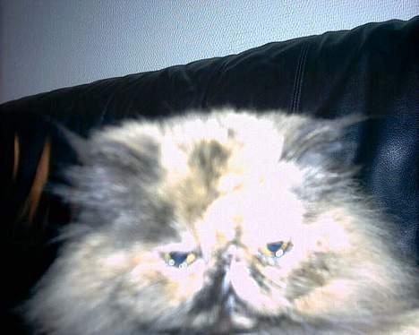 Perser soffy DØD billede 4