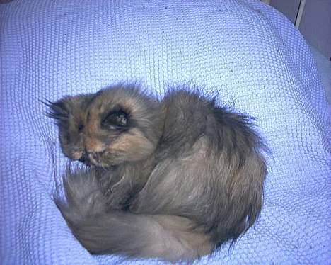 Perser soffy DØD billede 5