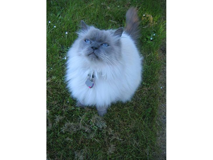 {{currentPhoto.altText}} billede {{currentPhoto.number}}