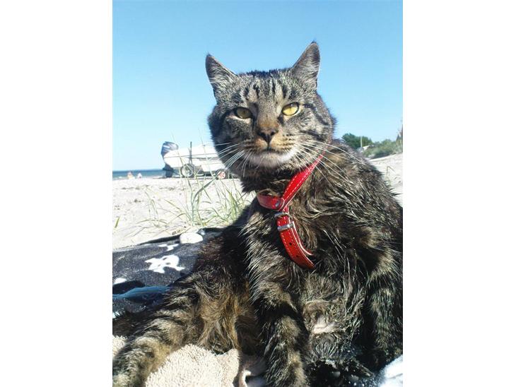 {{currentPhoto.altText}} billede {{currentPhoto.number}}