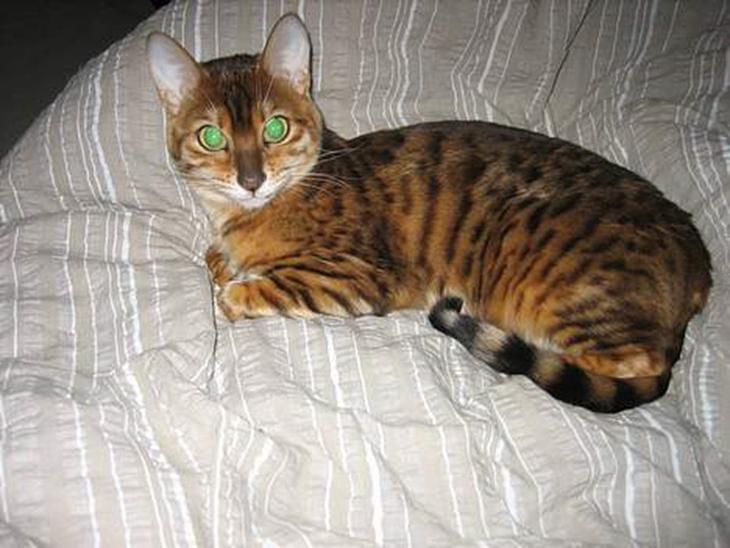 Bengal Sweet Nancy of Golden Haz - Dejlig dyne du har,Far... billede 1