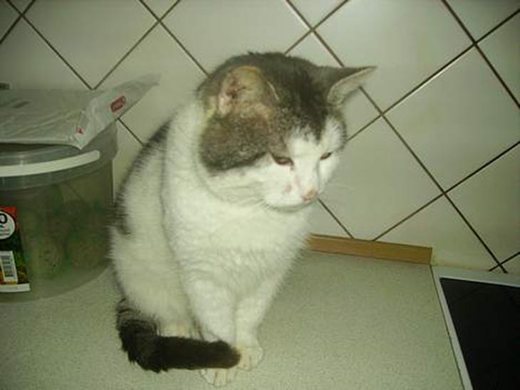 {{currentPhoto.altText}} billede {{currentPhoto.number}}