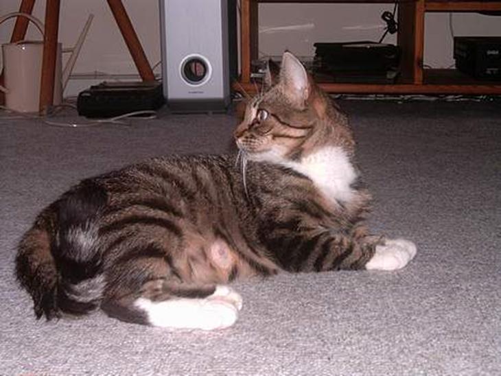 {{currentPhoto.altText}} billede {{currentPhoto.number}}