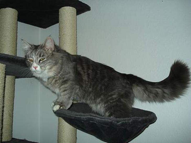 Maine Coon Pjevs - Er der nogen der har set en hankat ? billede 1