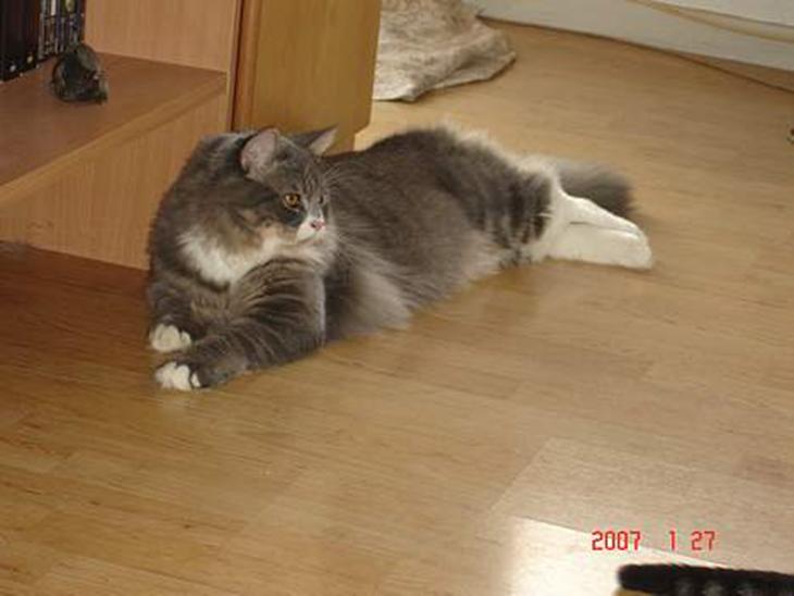 {{currentPhoto.altText}} billede {{currentPhoto.number}}