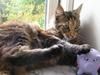 Maine Coon Ditocas Mikki