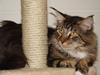 Maine Coon  Moviecoons Aragon