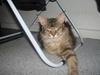 Maine Coon Fabienne