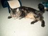 Maine Coon tyson *død 2008* [ Himmelkat]