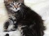 Maine Coon Harald Hin Hårfager