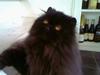 Perser Buffy